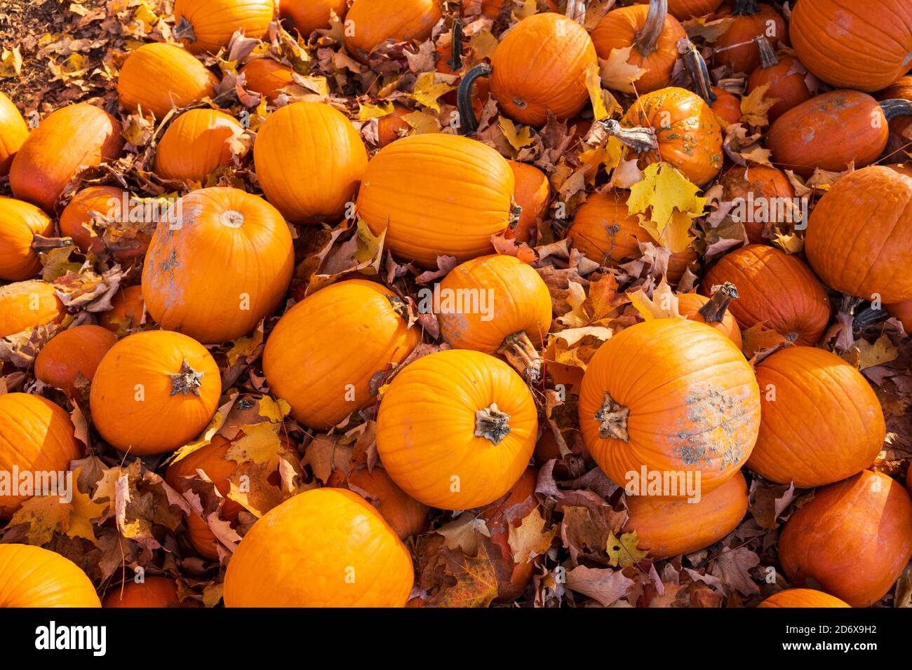 Ein Bündel von Kürbissen, die auf dem Boden stehen und von braunen und gefallenen Ahornblättern umgeben sind, glühen in der Nachmittagssonne an einem Herbstnachmittag. Stockfoto