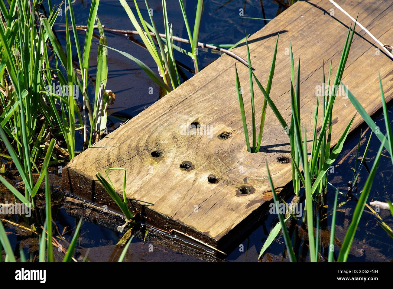 Sumpfpflanze, die in Löchern des alten Brettes wächst Stockfoto