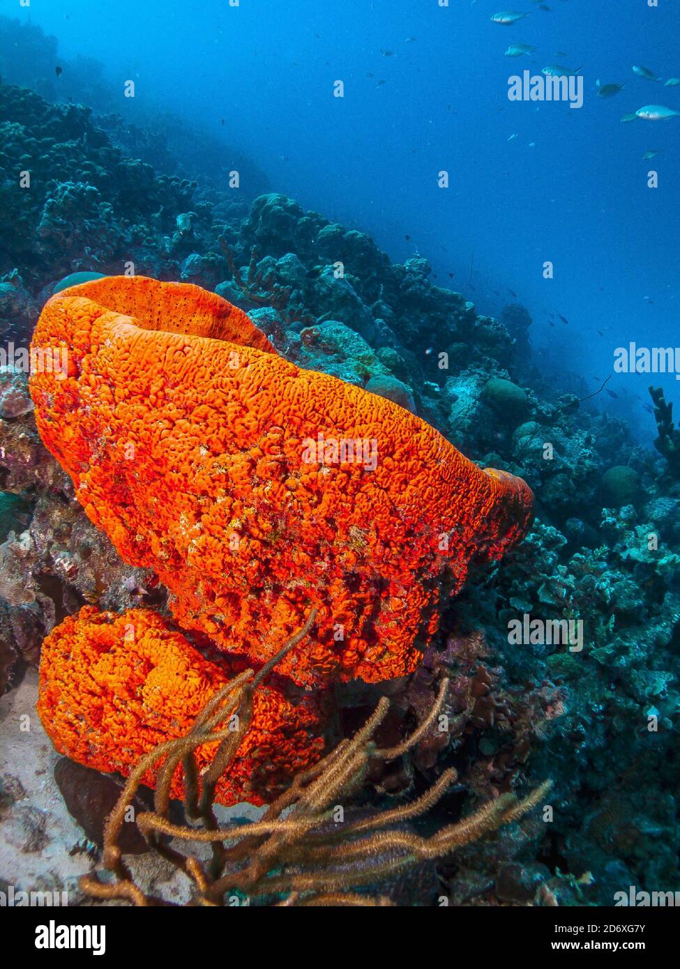 Agelas clathrodes, auch bekannt als der orange Elefantenohrschwamm, i Stockfoto