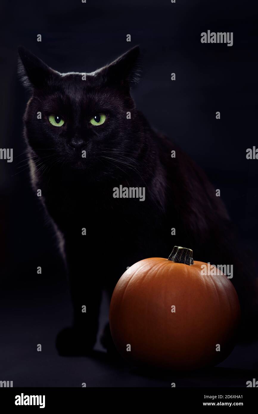 Lizenz erhältlich unter MaximImages.com - niedliche schwarze Katze mit hellgrünen, wilden Augen, die bei einem Kürbis in der Dunkelheit sitzt. Gruseliges, lustiges Halloween-Konzept Stockfoto