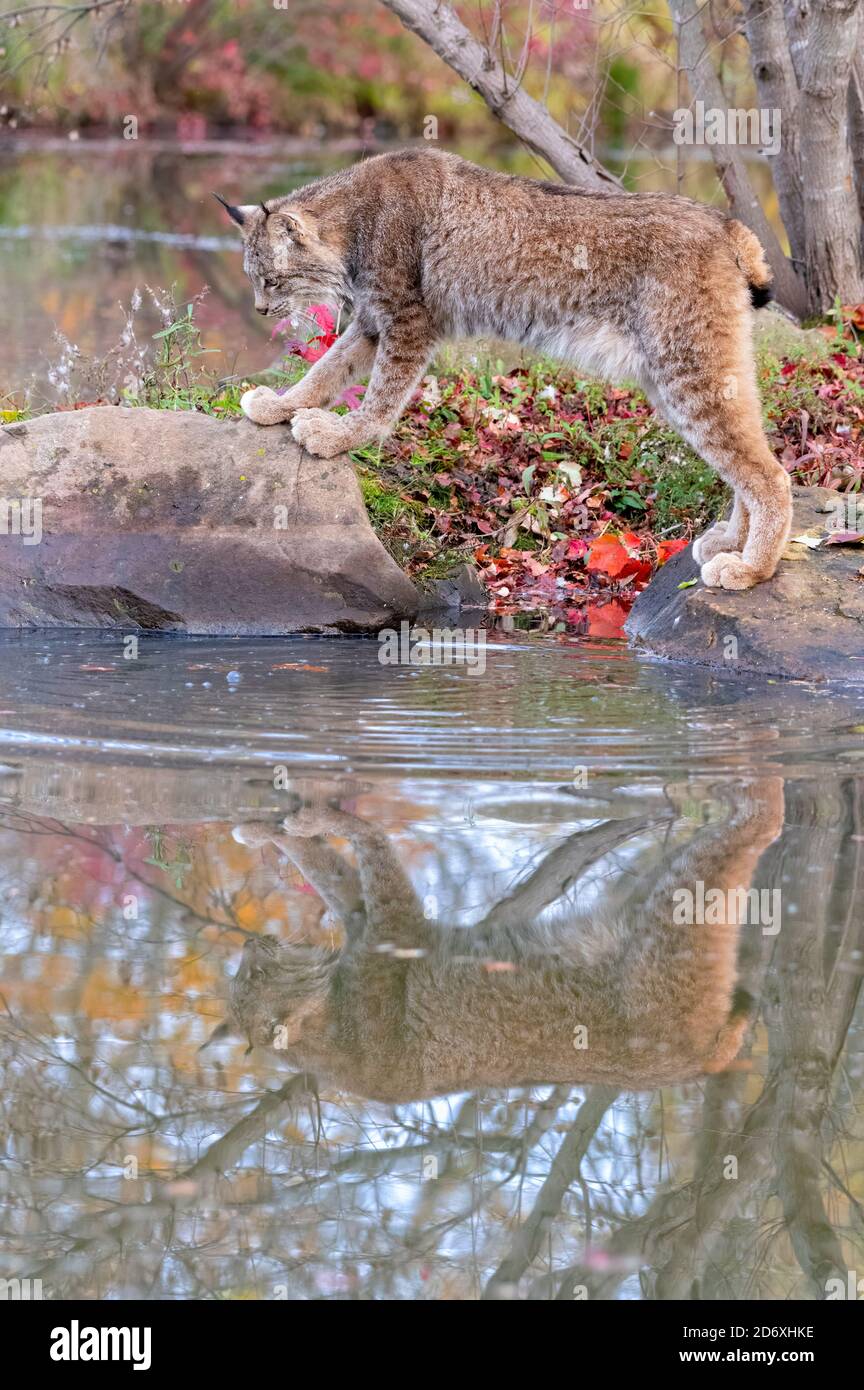Canada Lynx mit Reflexion im Wasser im Herbst Stockfoto