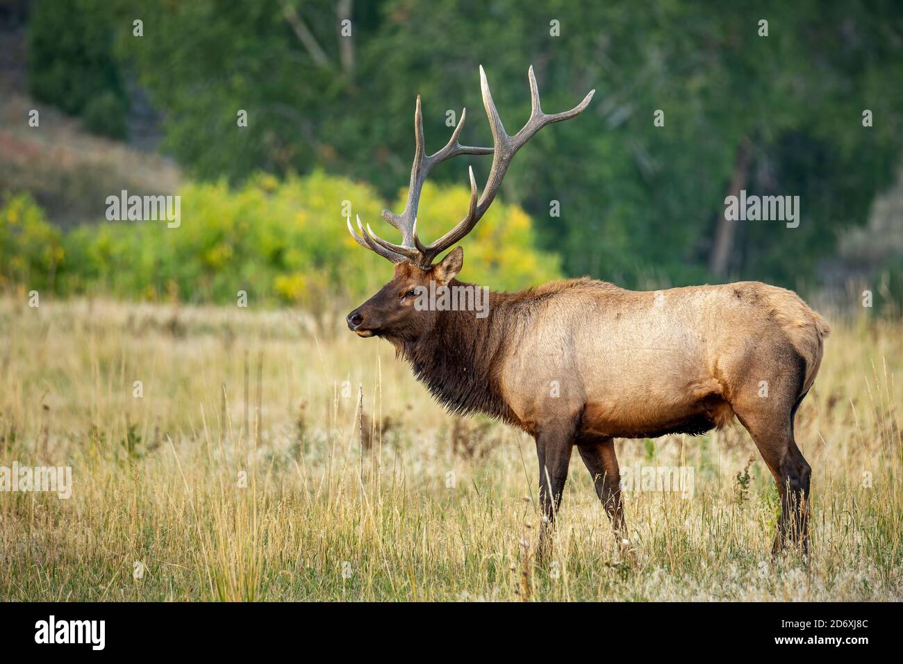 Bulle Rocky Mountain Elch (Cervus elaphus nelsoni) Stand Breitseite mit Herbstfarben im Hintergrund Stockfoto