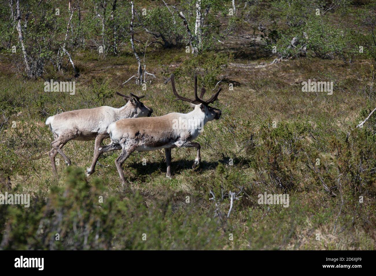 Rentiere Wandern in der Natur in Finnisch-Lappland Stockfoto