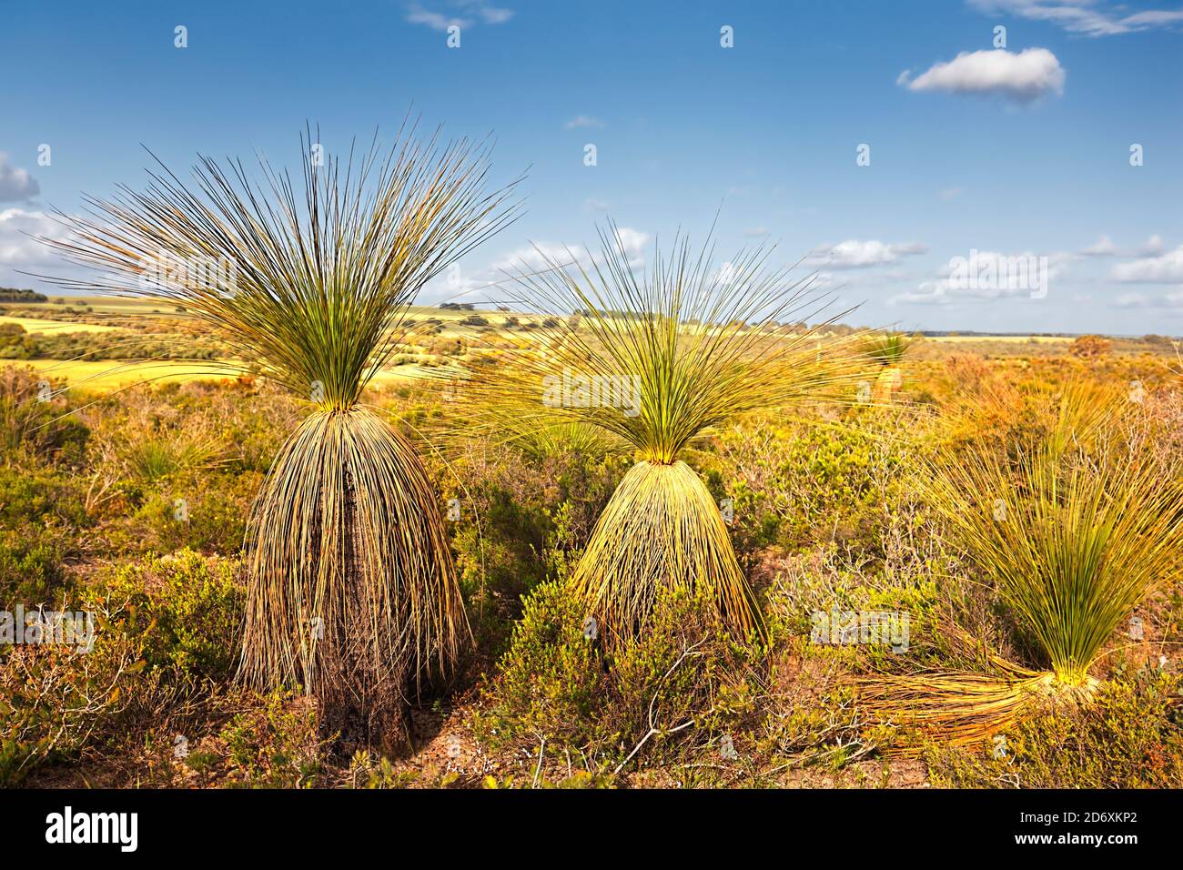 Grasbäume (Xanthorrhoea preissii) in Landschaft, Regans Ford, Western Australia Stockfoto