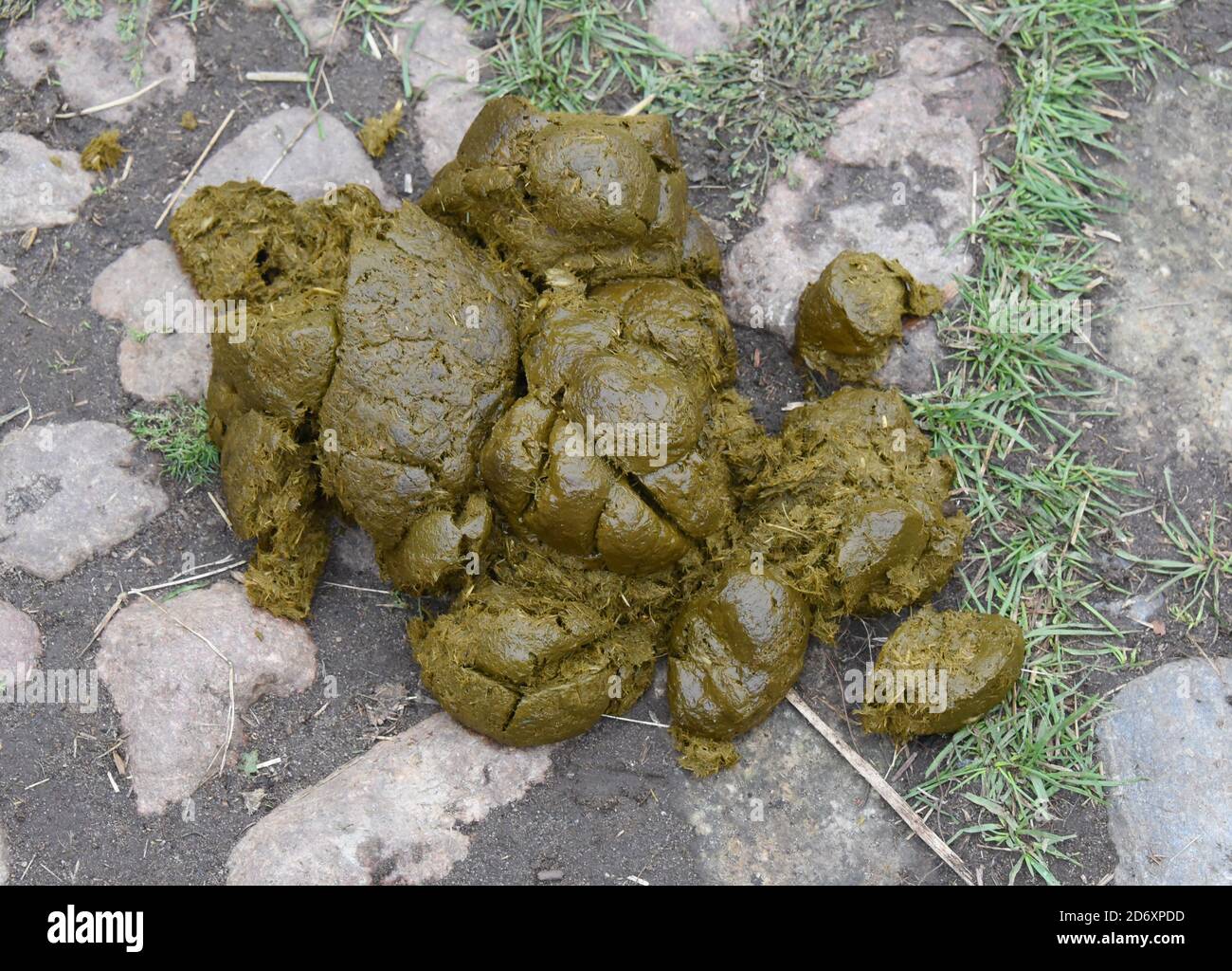 10. Oktober 2020, Sachsen, Bad Düben: Pferdekot liegt auf dem Hof der Spedition 'Kutsche, Kremser & Co' in Bad Düben. Foto: Waltraud Grubitzsch/dpa-zentralbild/ZB Stockfoto