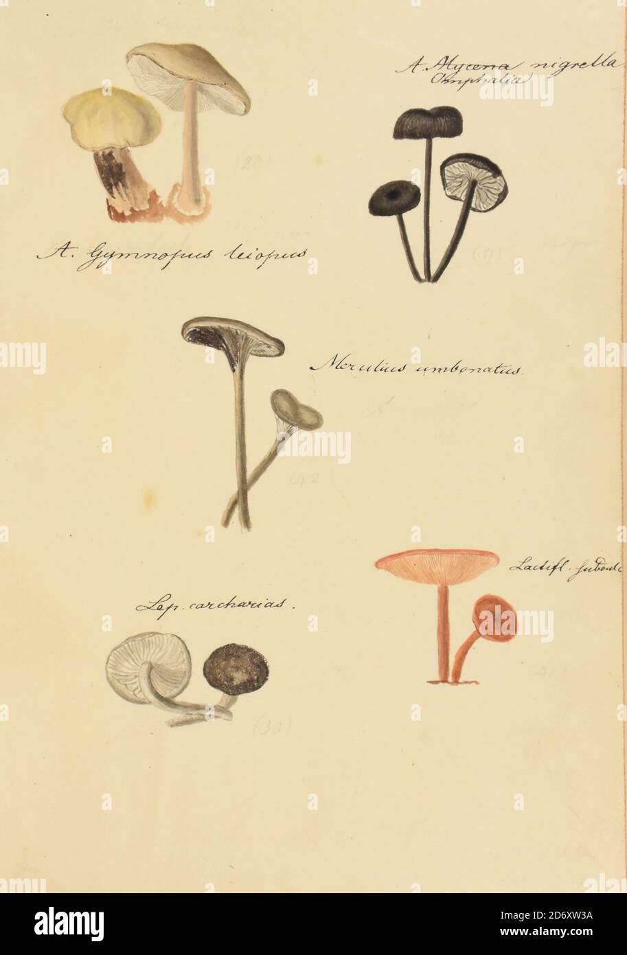 Handgemalte Illustration nordamerikanischer Pilze aus dem Buch 'Icones fungorum Niskiensium' von Schweinitz, Lewis David von, 1780-1834 Erscheinungsdatum 1805. Lewis David de Schweinitz (13. Februar 1780 – 8. Februar 1834) war ein deutsch-amerikanischer Botaniker und Mykologe. Er wird von einigen als der "Vater der nordamerikanischen Mykologie", sondern auch erhebliche Beiträge zur Botanik. Stockfoto
