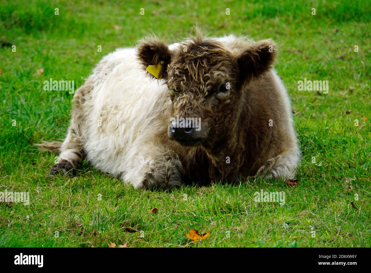 Eine wollige Kuh oder ein Kalb, die auf der Wiese liegt. Halb braun, halb weiß gefärbt. Stockfoto