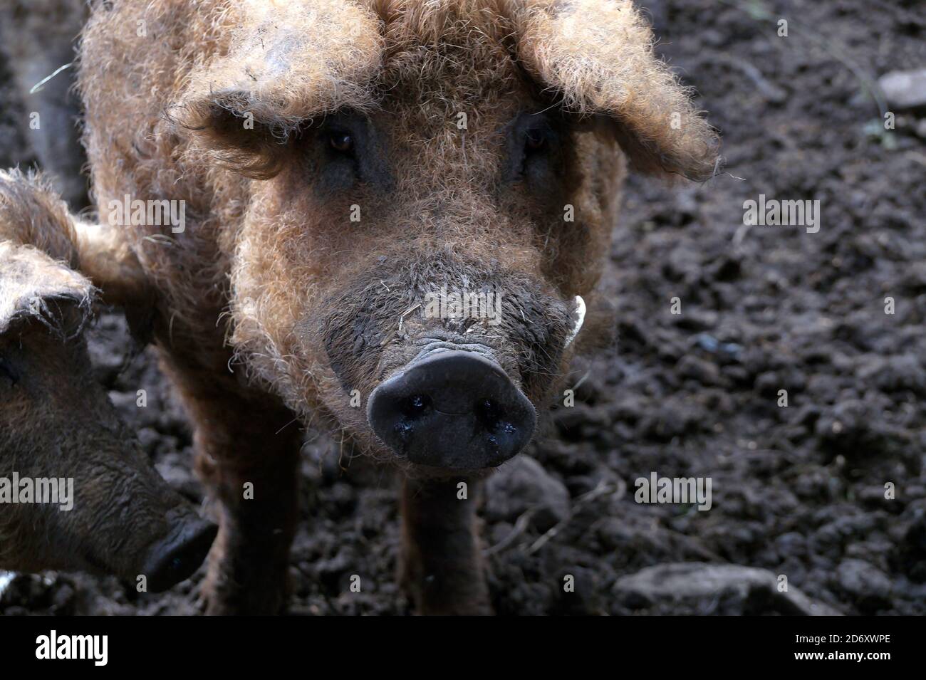 Ungarische Wildschweine Rasse von Schweinen Mangalitza mit dicken lockigen Haare Stockfoto