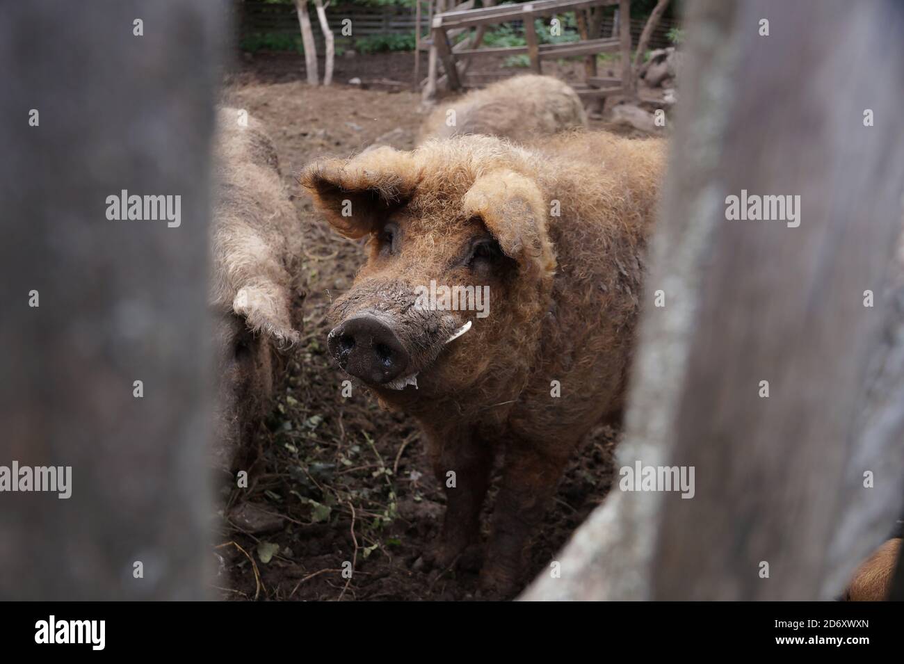 Ungarische Wildschweine Rasse von Schweinen Mangalitza mit dicken lockigen Haare Stockfoto