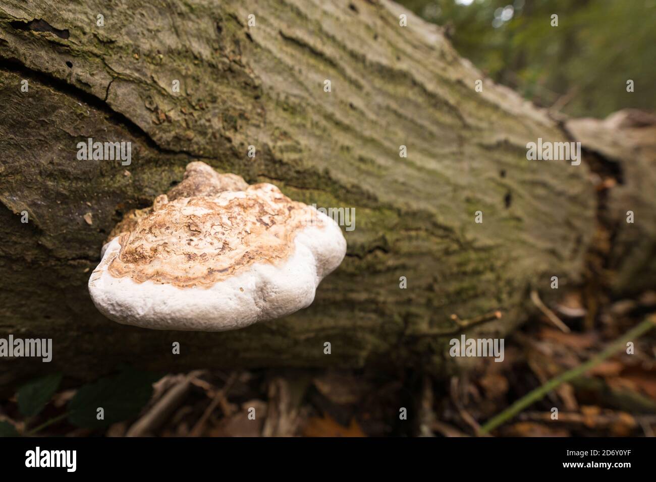 Zunder Pilz wächst auf einem gefallenen Baum in Europa Stockfoto