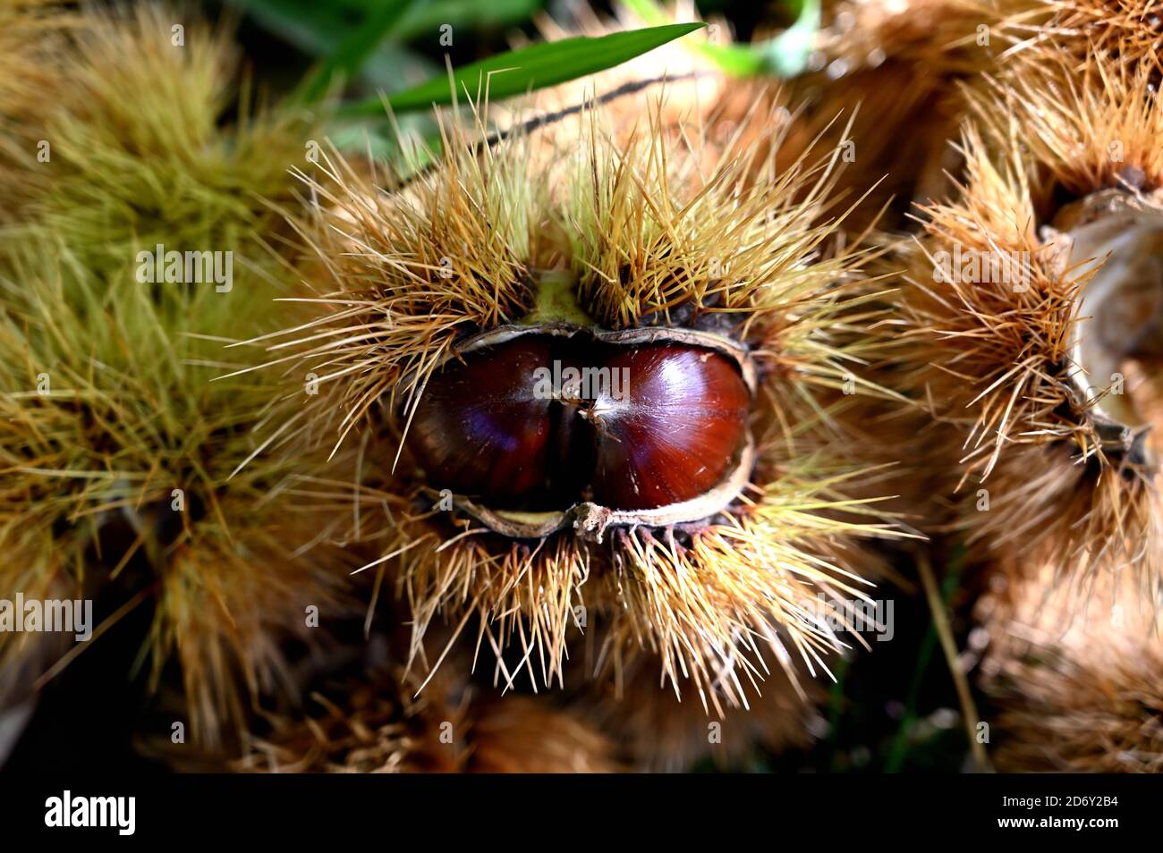 Im Herbst eine geöffnete Schale auf dem Boden Stockfoto