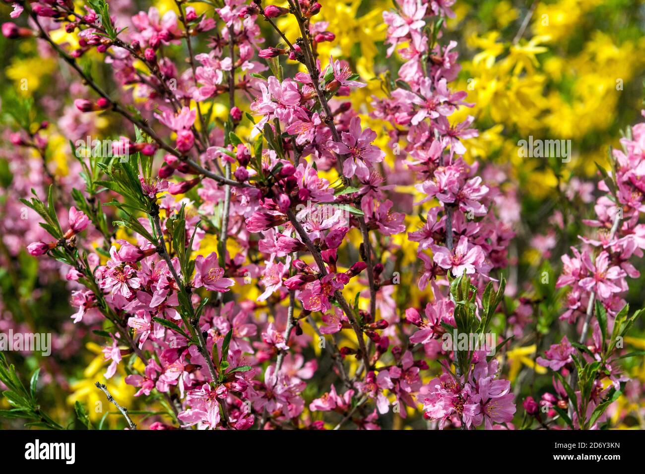 Blühende Sträucher Garten Prunus tenella in Blüte Rosa Gelb blühender Sträucher April Garten Frühfrühling Sträucher Zwerg Russische Mandel April Blumen Blüten Stockfoto