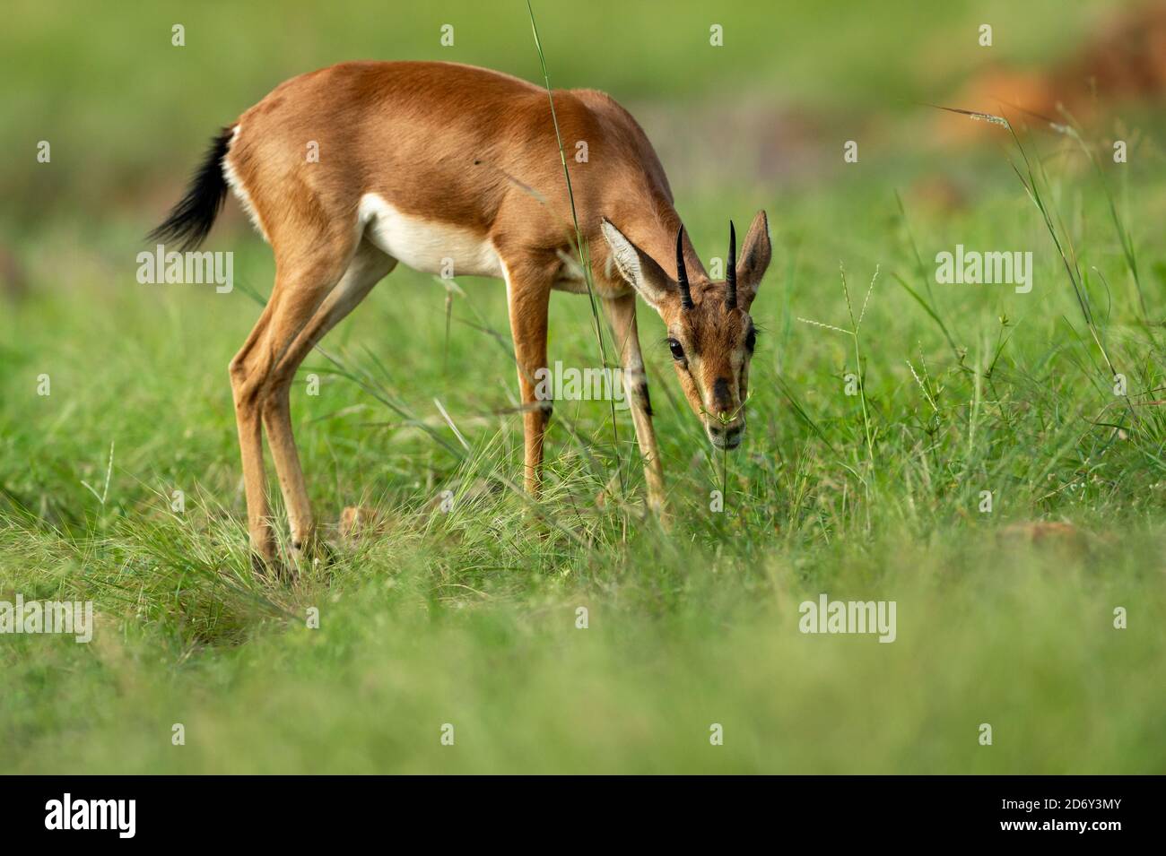 Chinkara oder indische Gazelle eine Antelope Nahaufnahme in Naturgrün Gras während Monsunsafari im ranthambore Nationalpark oder Tiger Reservieren sie Indien Stockfoto