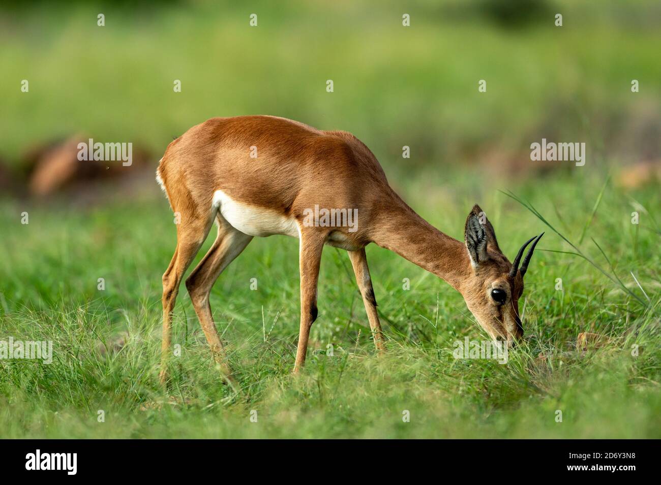 Chinkara oder indische Gazelle eine Antelope Nahaufnahme in Naturgrün Gras während Monsunsafari im ranthambore Nationalpark oder Tiger Reservieren sie Indien Stockfoto