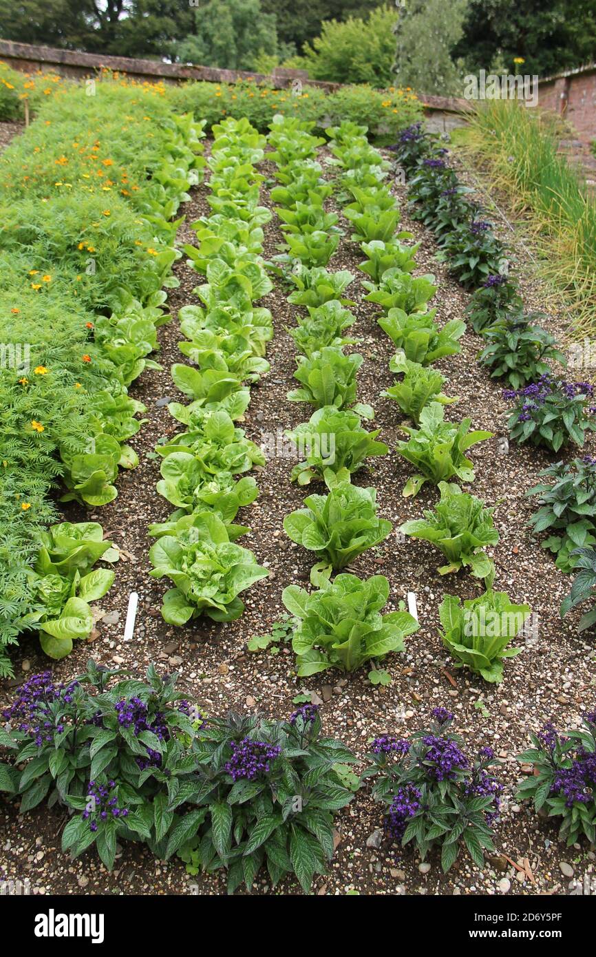 Drei Reihen Salat mit Blumen-Begleiter-Pflanzung. Stockfoto