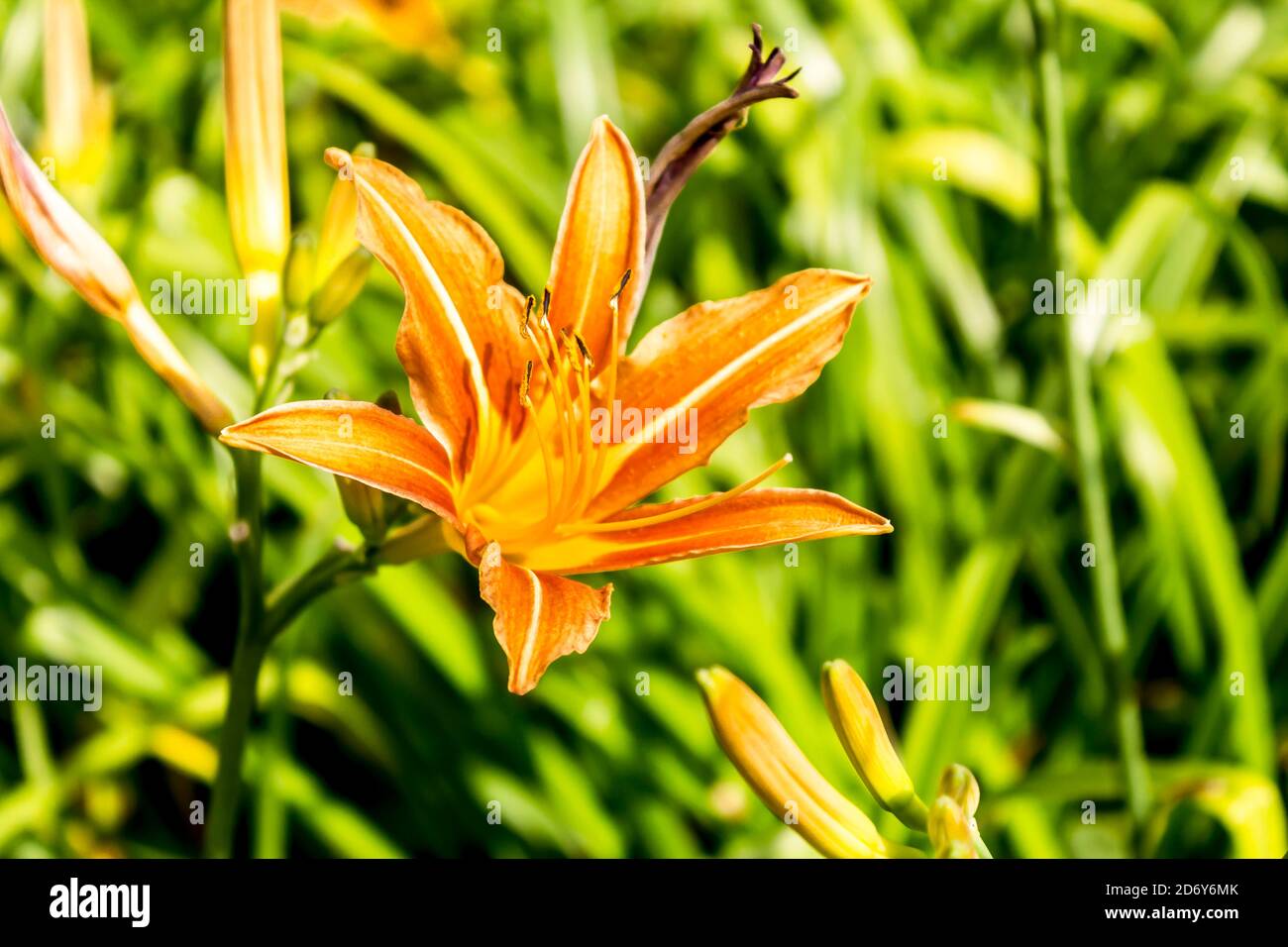 Rote Taglilie (Hemerocallis) auf einem Hintergrund von grünem Gras. Nahaufnahme . Botanischer Garten mitten im Sommer. Stockfoto