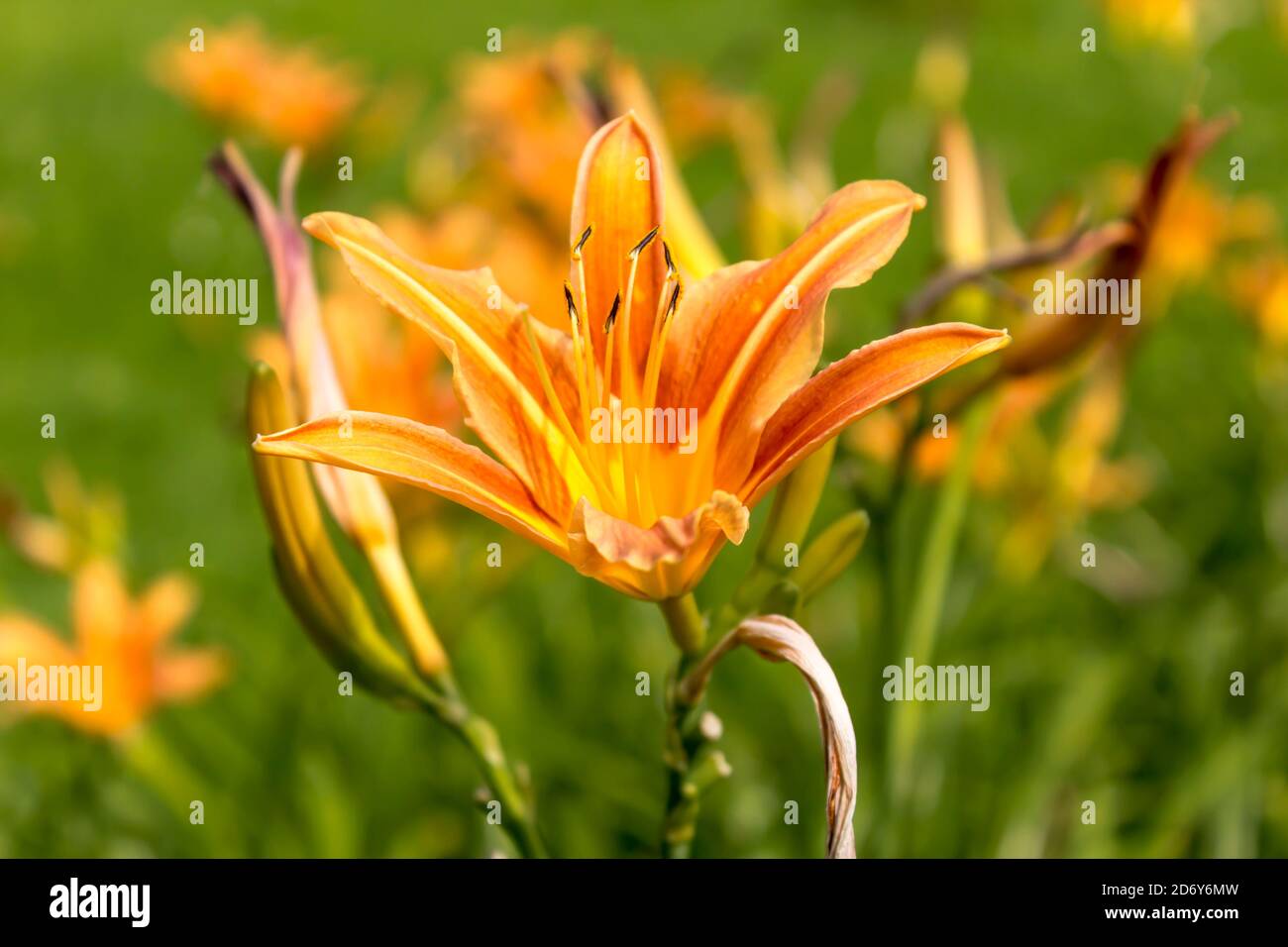 Rote Taglilien (Hemerocallis) auf grünem Hintergrund. Nahaufnahme . Botanischer Garten mitten im Sommer. Stockfoto