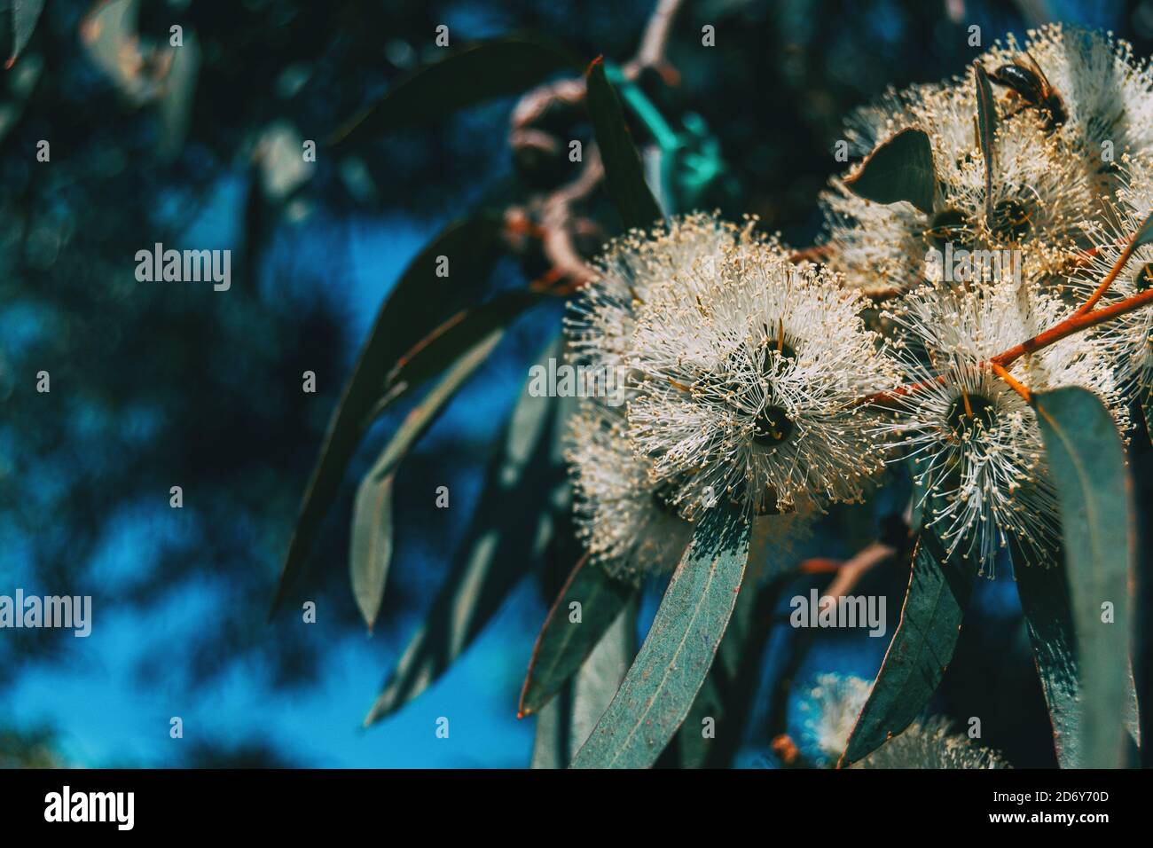 Nahaufnahme einer blühenden Eukalyptuspflanze in freier Wildbahn Stockfoto