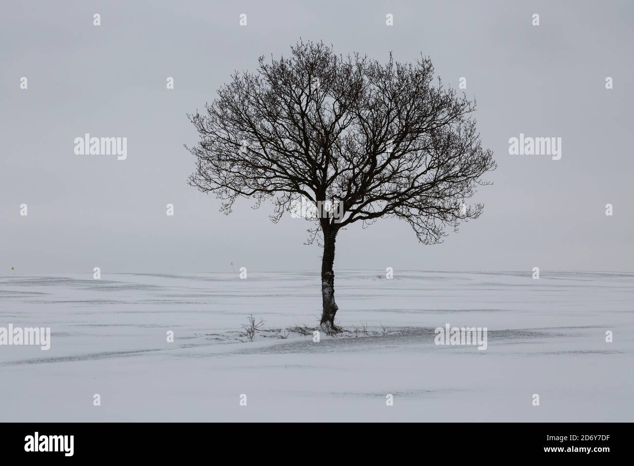 Einzelner Baum auf einer leeren verschneiten Landschaft Stockfoto