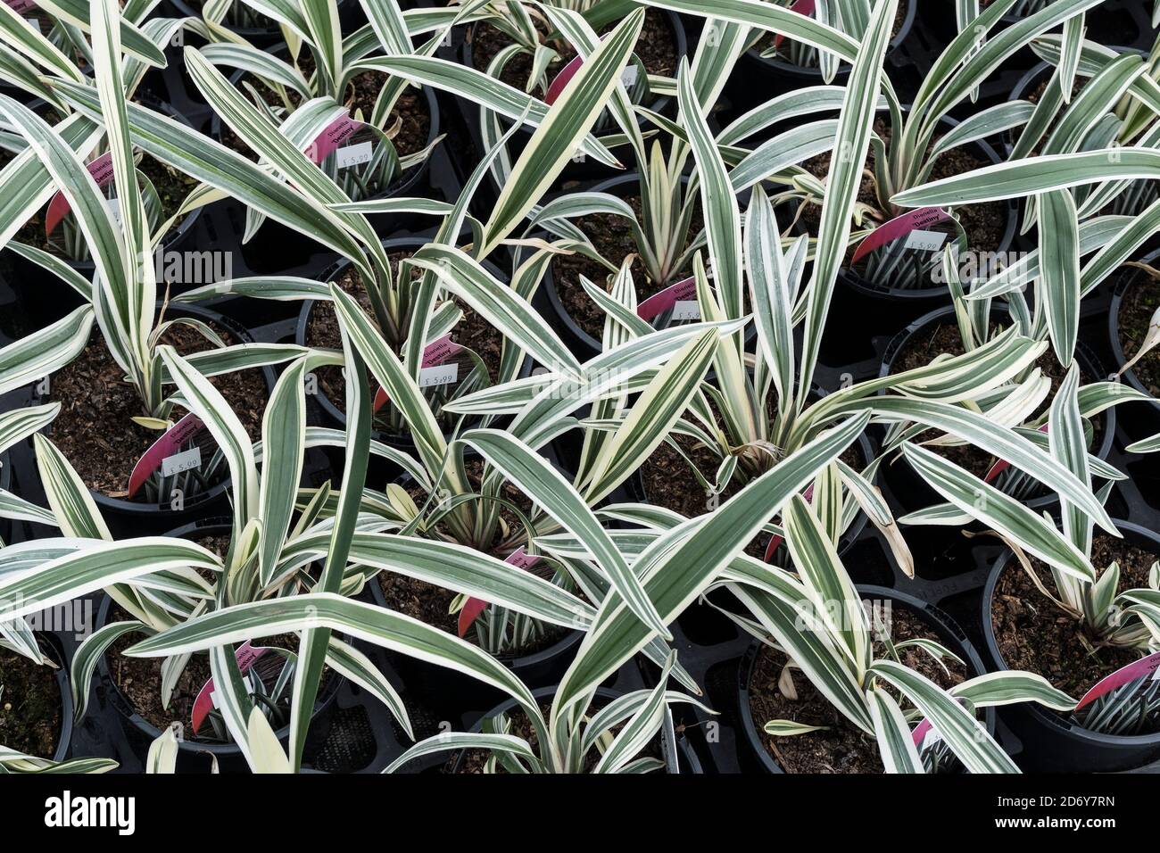 Töpfe von Dianella tasmanica Destiny zum Verkauf in einem Gartencenter Kindergarten. Stockfoto
