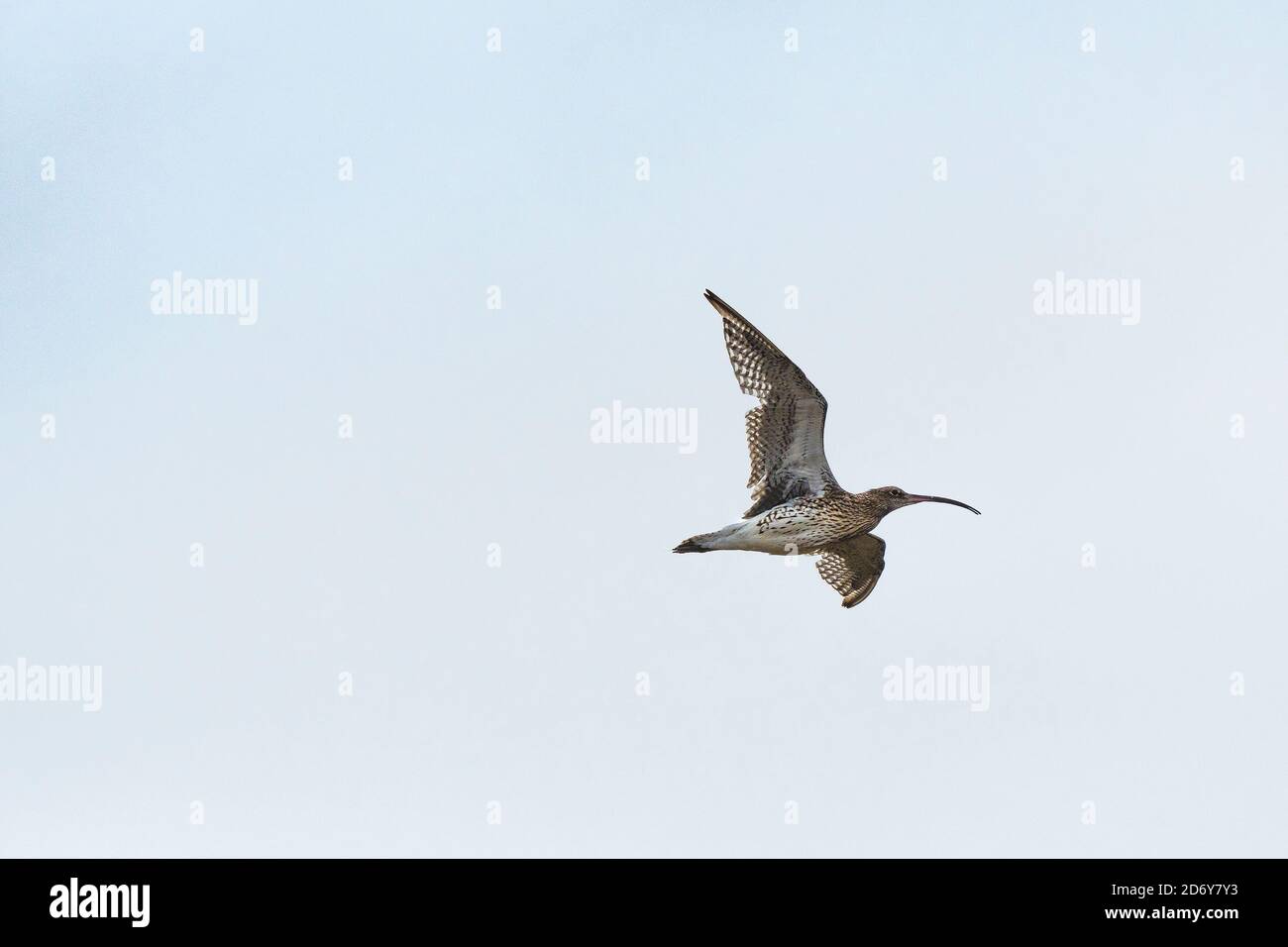 Ein Curlew Numenius arquata im Flug. Stockfoto