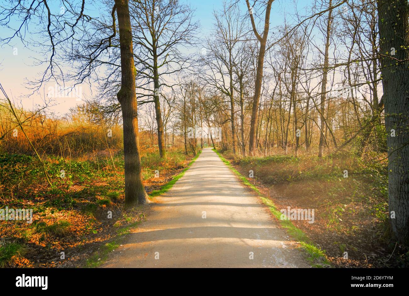 Wanderweg im Herbstwald an einem sonnigen Tag. Stockfoto