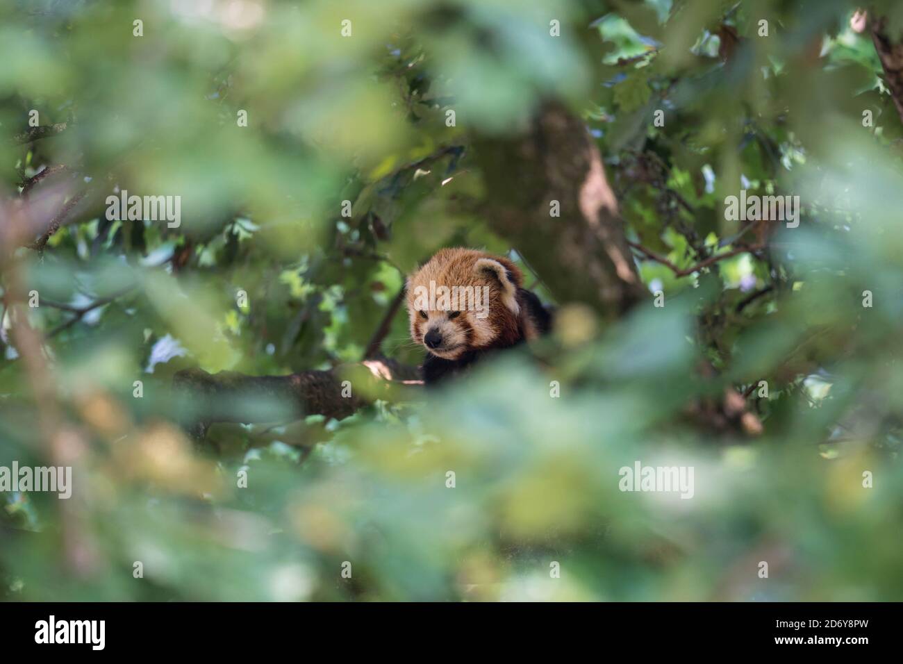 Roter Panda (Ailurus fulgens) in einem Baum, Bristol, Großbritannien. August 2019. Stockfoto