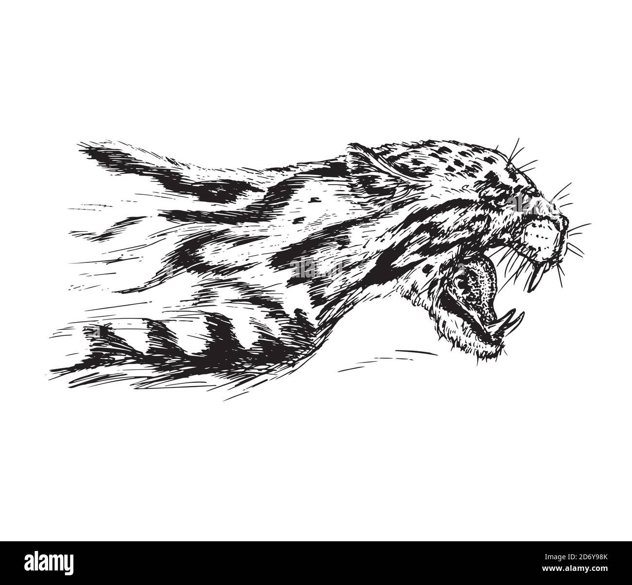 Gepard knurrt, hat einen verbitterten Mund geöffnet, Eckzähne, handgezeichnete Tinte Doodle, Skizze, schwarz-weiße Illustration Stockfoto