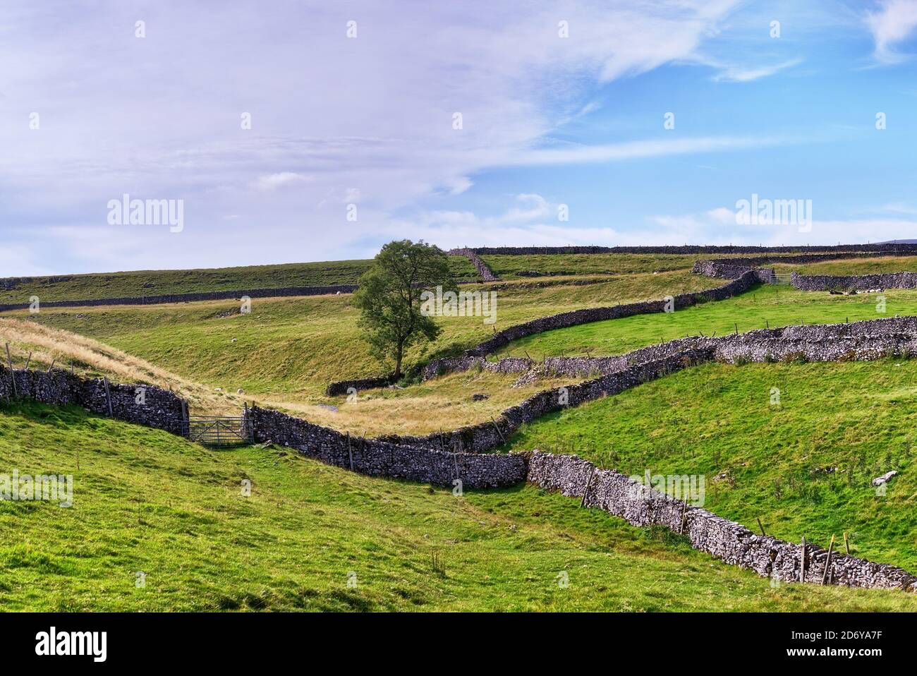 Trockenmauern und Weide im Yorkshire Dales National Park. Stockfoto