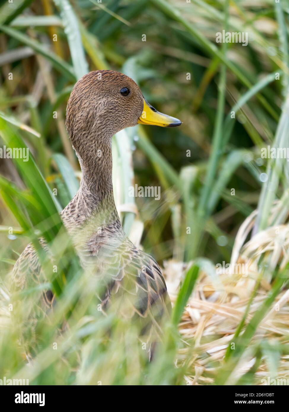 Gelbschnabelschwanz (Anas georgica georgica) eine Art, die in Südgeorgien endemisch ist, in einem typischen Tussock-Habitat. Antarktis, Subantarctica, Süd-Georgi Stockfoto