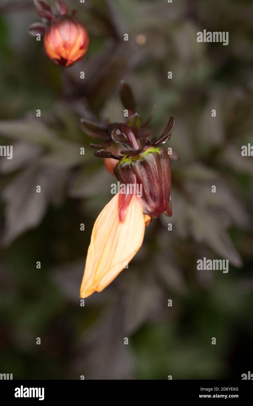 Dahlia (Bischof von Oxford), natürliche Blumenportraits mit dunklem Laub Stockfoto