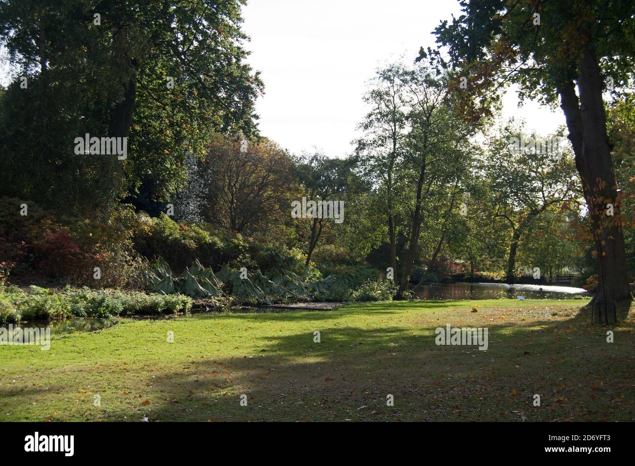 The Savill Garden, Windsor, Herbst 2020 Stockfoto