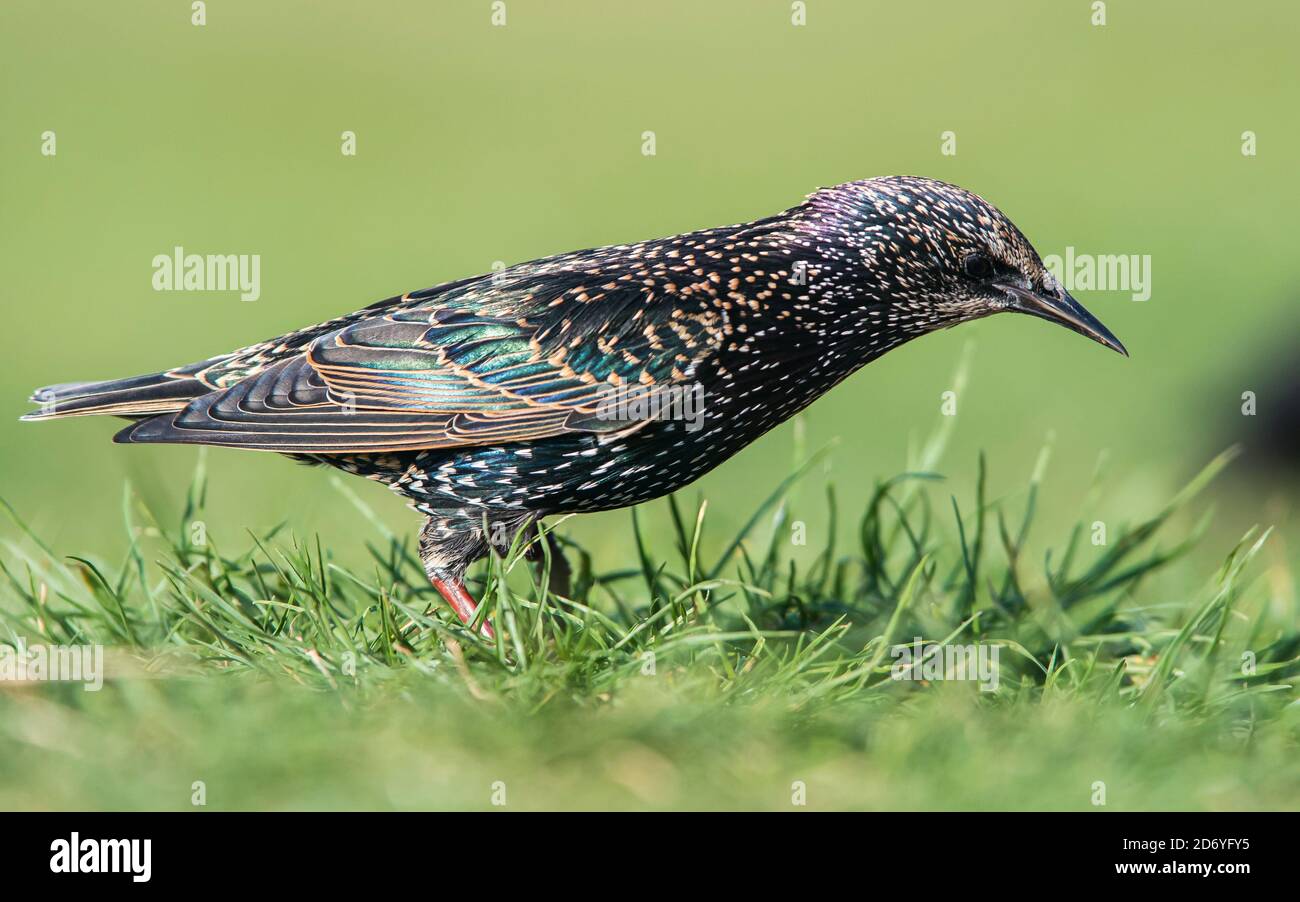 Gewöhnlicher Star (sturnus vulgaris) in der Umgebung. Stockfoto