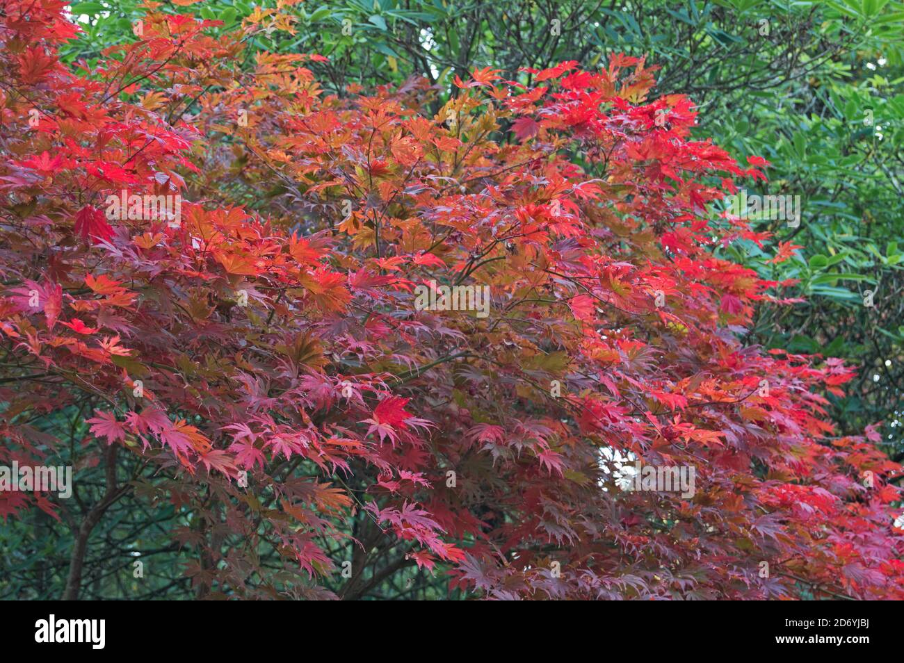 Farbenfrohe Herbstbäume im Savill Garden, Windsor, England Stockfoto