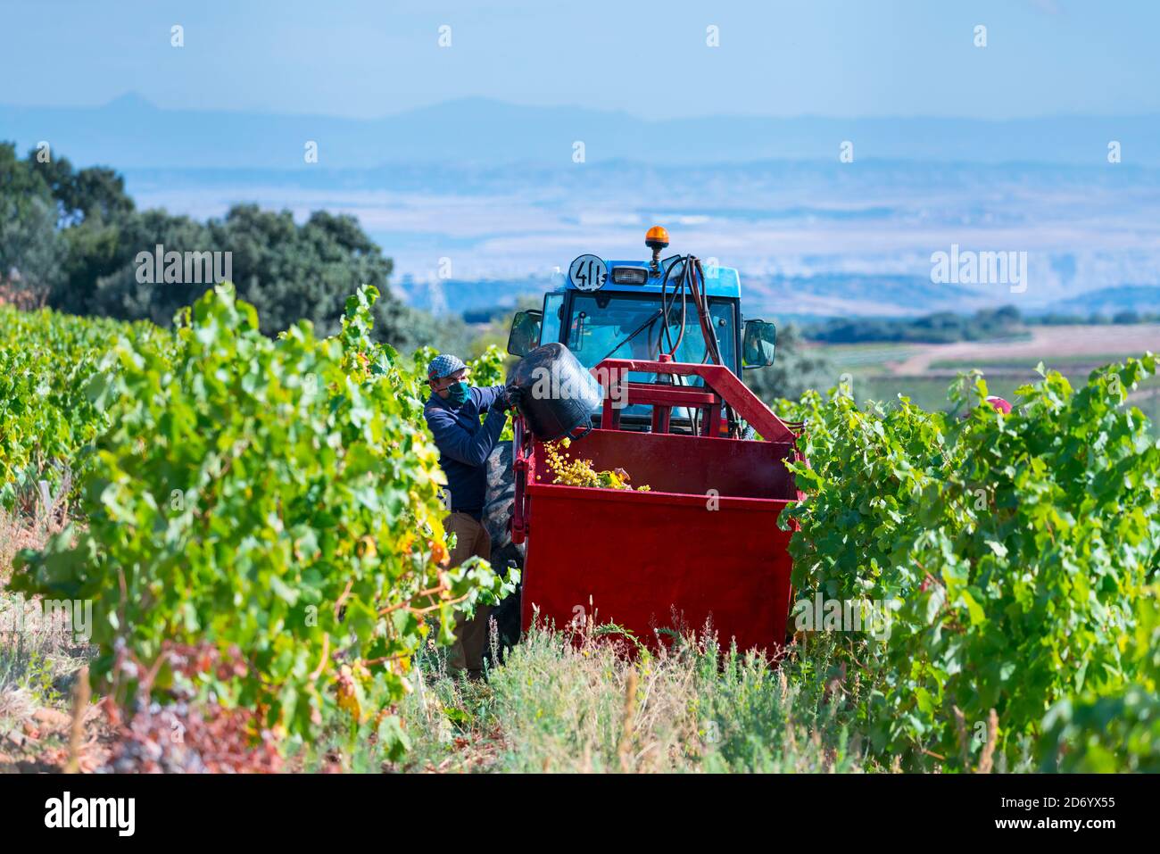 Weinlese oder Weinlese in der autonomen Gemeinschaft La Rioja, Spanien, Europa Stockfoto