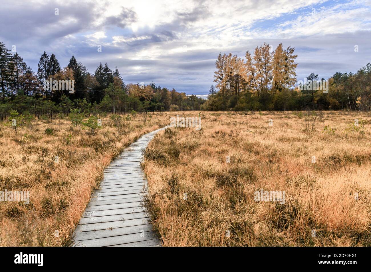 France, Sologne, Cher, Neuvy sur Barangeon, Tourbiere de la Guette, Guette Torfmoor // France, Sologne, Cher (18), Neuvy-sur-Barangeon, tourbière de l Stockfoto