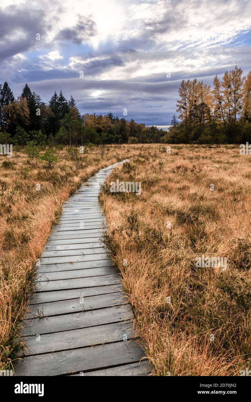 France, Sologne, Cher, Neuvy sur Barangeon, Tourbiere de la Guette, Guette Torfmoor // France, Sologne, Cher (18), Neuvy-sur-Barangeon, tourbière de l Stockfoto