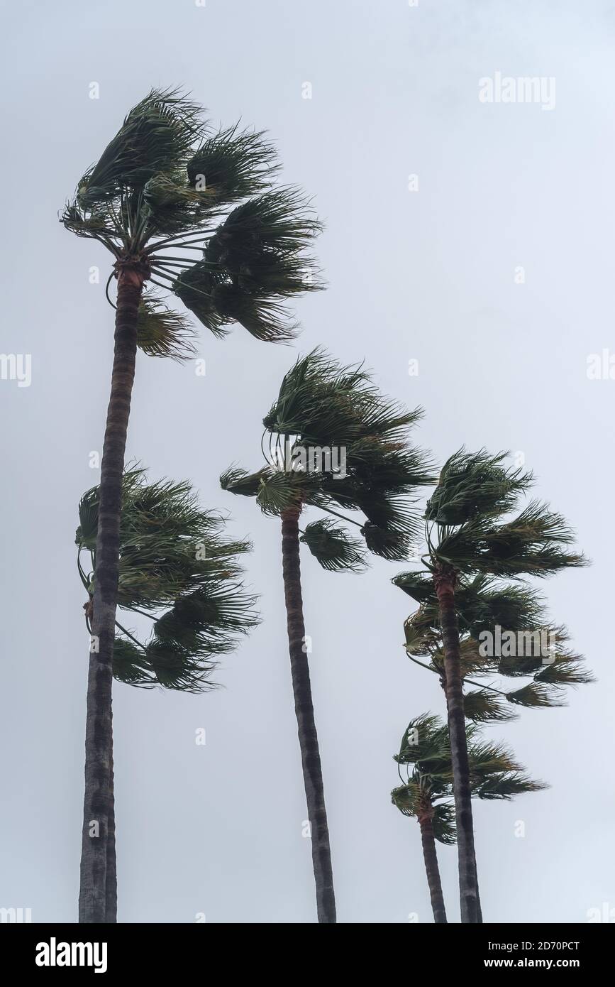 Palmen auf dem Hintergrund des bewölkten Himmels mit starkem Wind Sturm Stockfoto