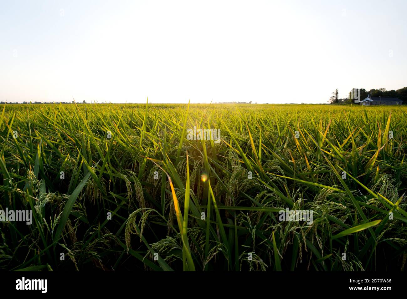 Gesamtansicht der Felder im Mississippi Delta. Stockfoto