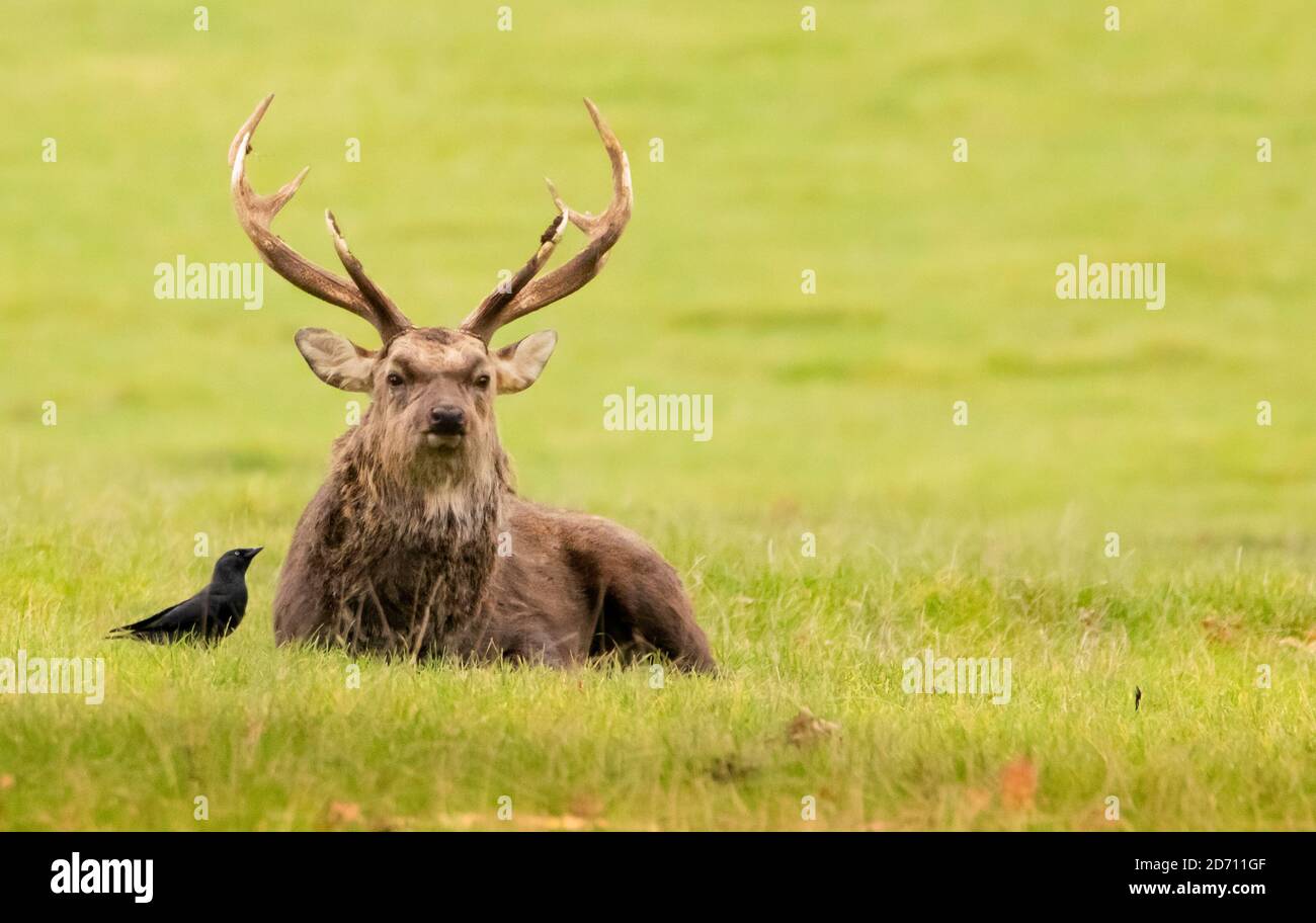 Sika Hirsch, Sika Hirsch, Manchurian Sika Hirsch, Woburn, Bedfordshire, Herbst,2020 Stockfoto