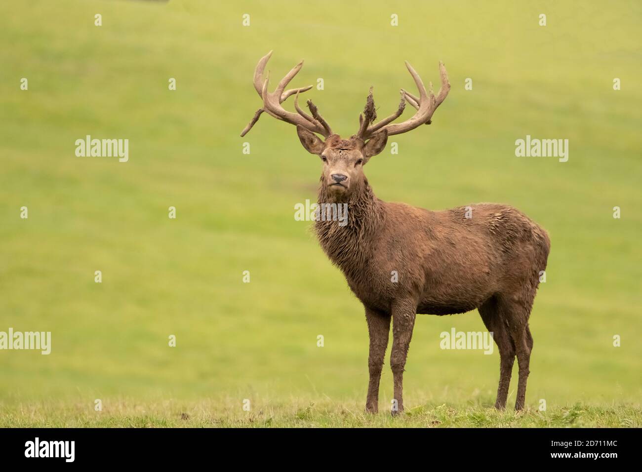 Junger Rüde Rothirsch, Woburn Deer Park, Herbst 2020 Stockfoto