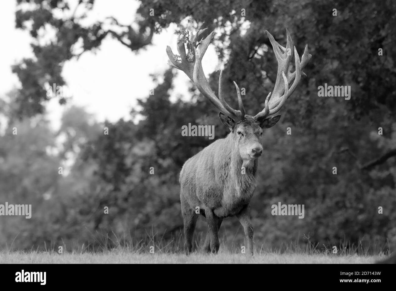 Red Deer Stag, Bedfordshire, Großbritannien, Herbst 2020 Stockfoto