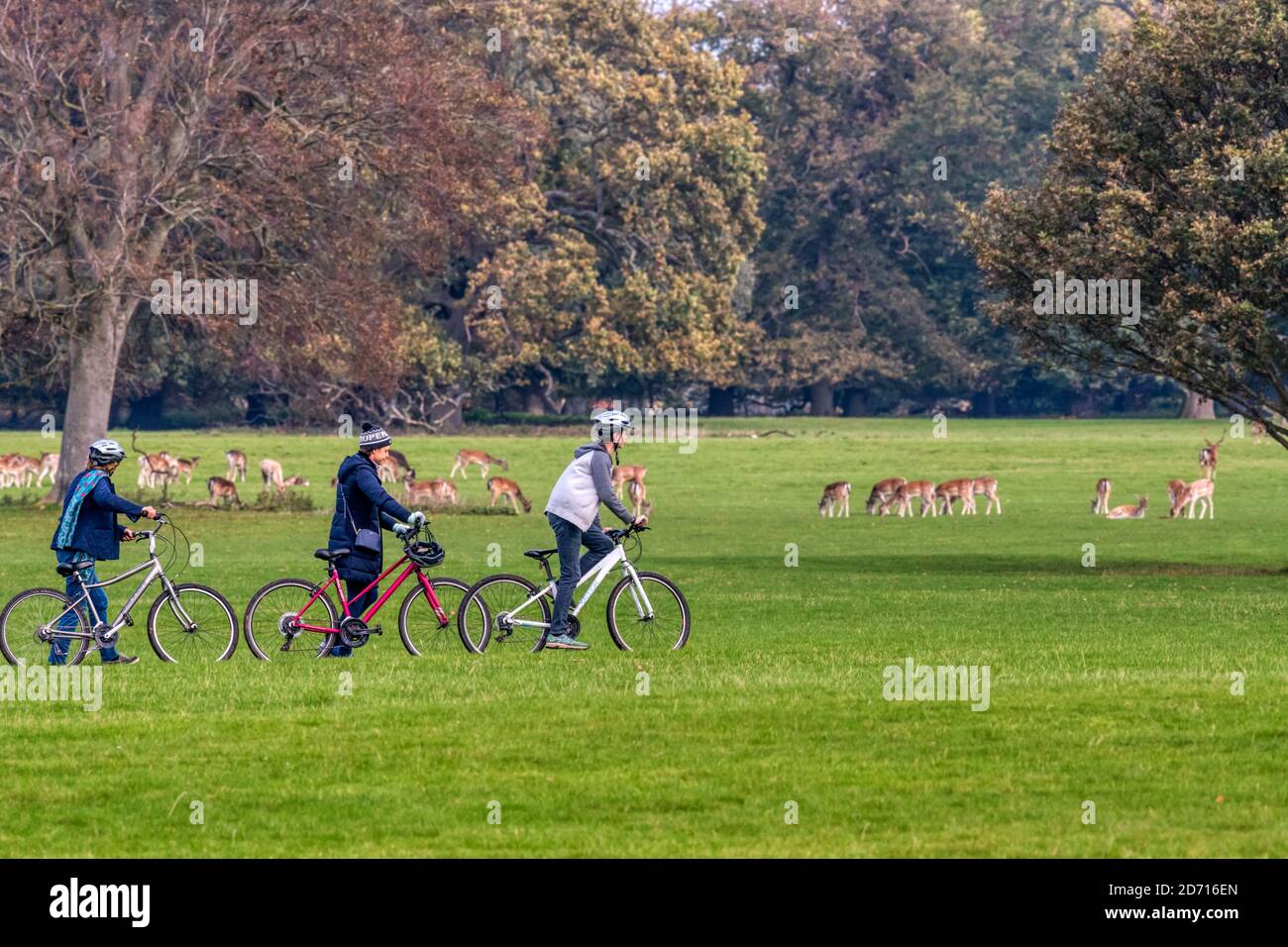 Radfahrer & die Herde von Damhirsch in Holkham, Norfolk. Stockfoto
