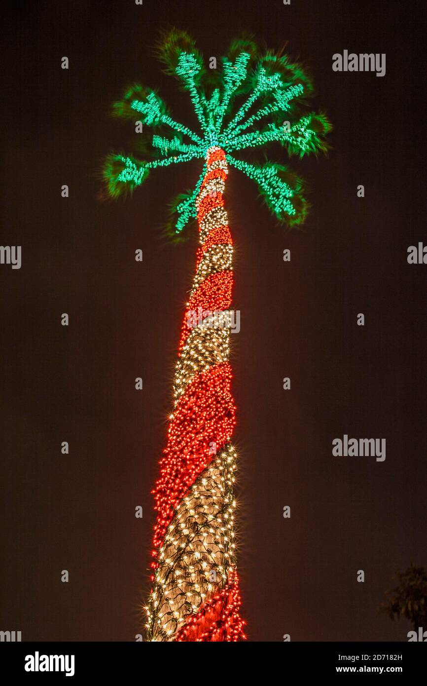 Miami Florida, Weihnachtsdekoration Dekorationen Winterurlaub, Lichter Beleuchtung Palme, Stockfoto