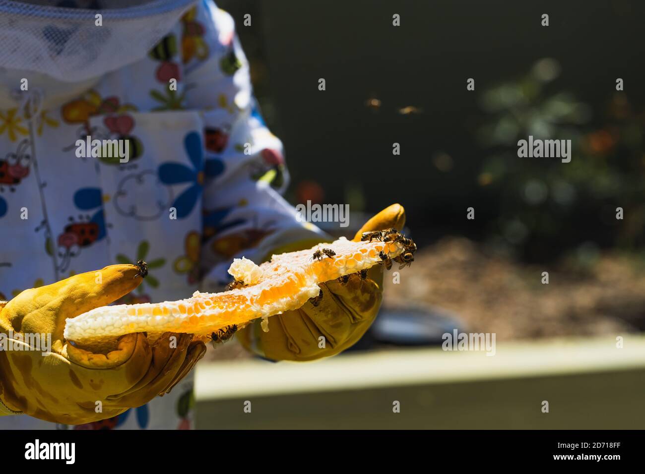 Imker Imker Bienenhalter hält Honig Kamm, Ernte Honig. Bienenzuchtkonzept. Nahaufnahme Stockfoto