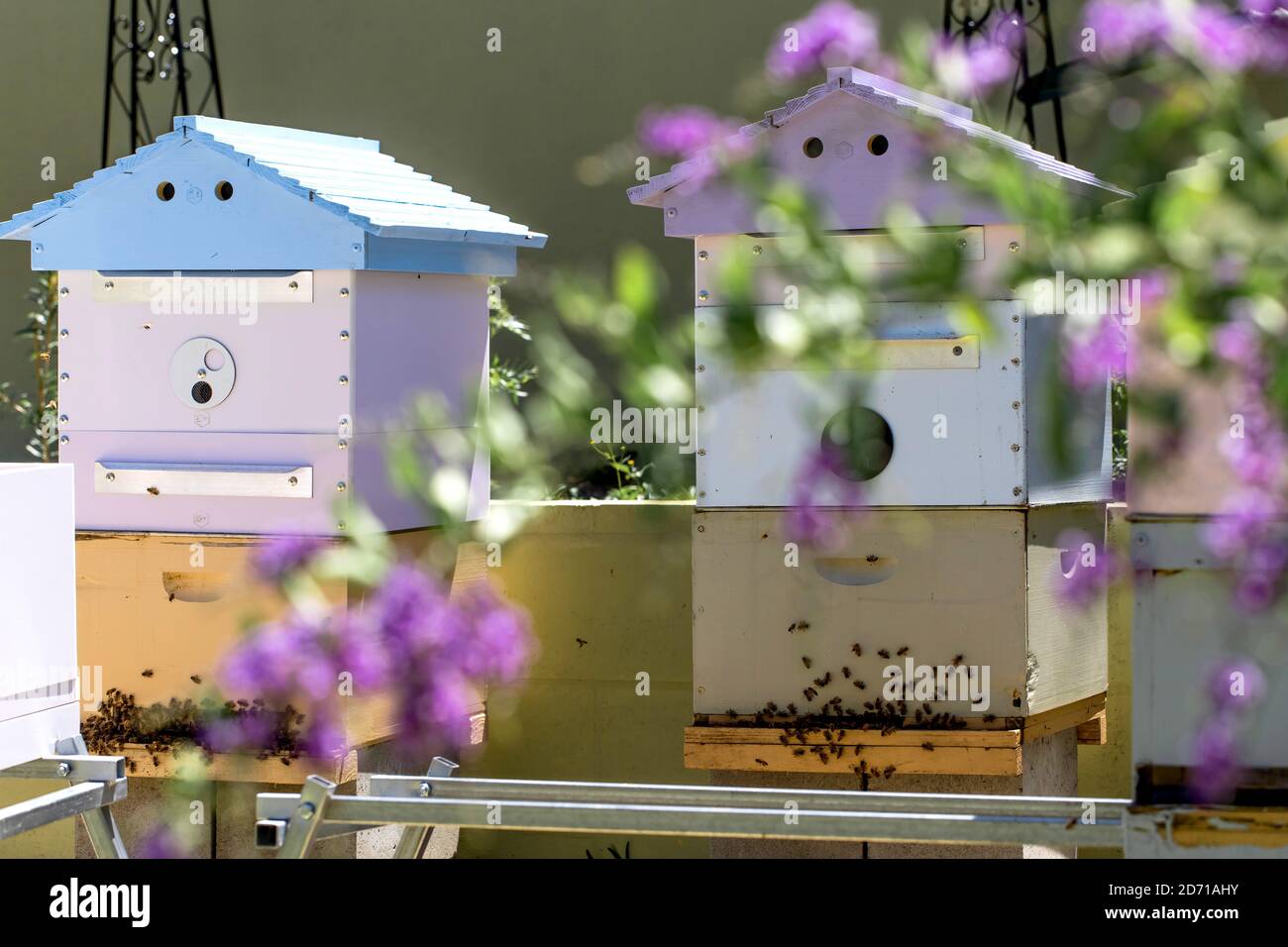 Bunte Bienenstöcke in einem Bienenhaus mit Bienen, die zu den Landeplatten fliegen. Bienenzucht, Imkereikonzept. Stockfoto