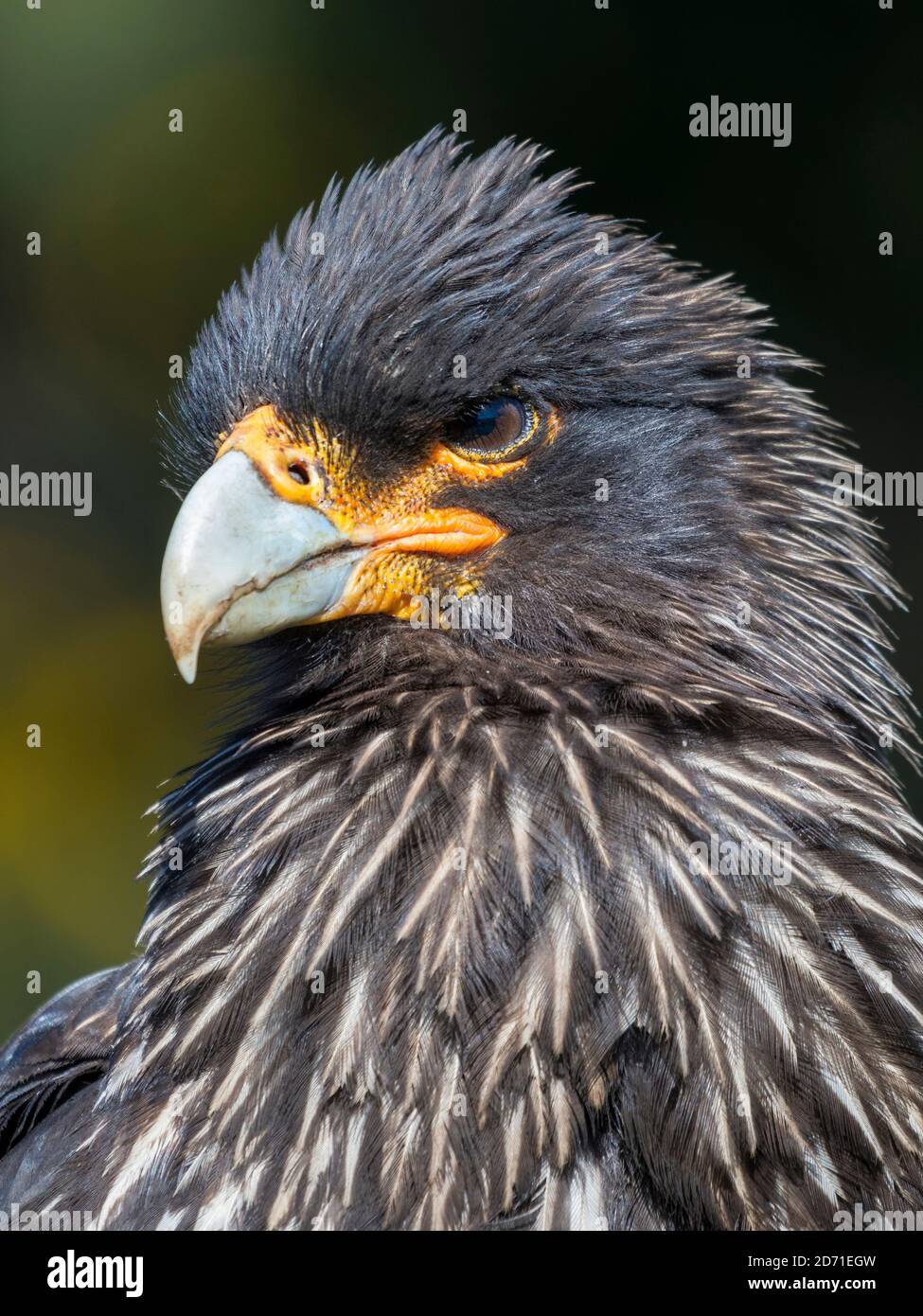 Falkland Karakara oder Johnny Rook (Phalcoboenus australis), geschützt und hoch intelligenten Raubvogel. Südamerika, Falkland Inseln, Korpus Isl Stockfoto