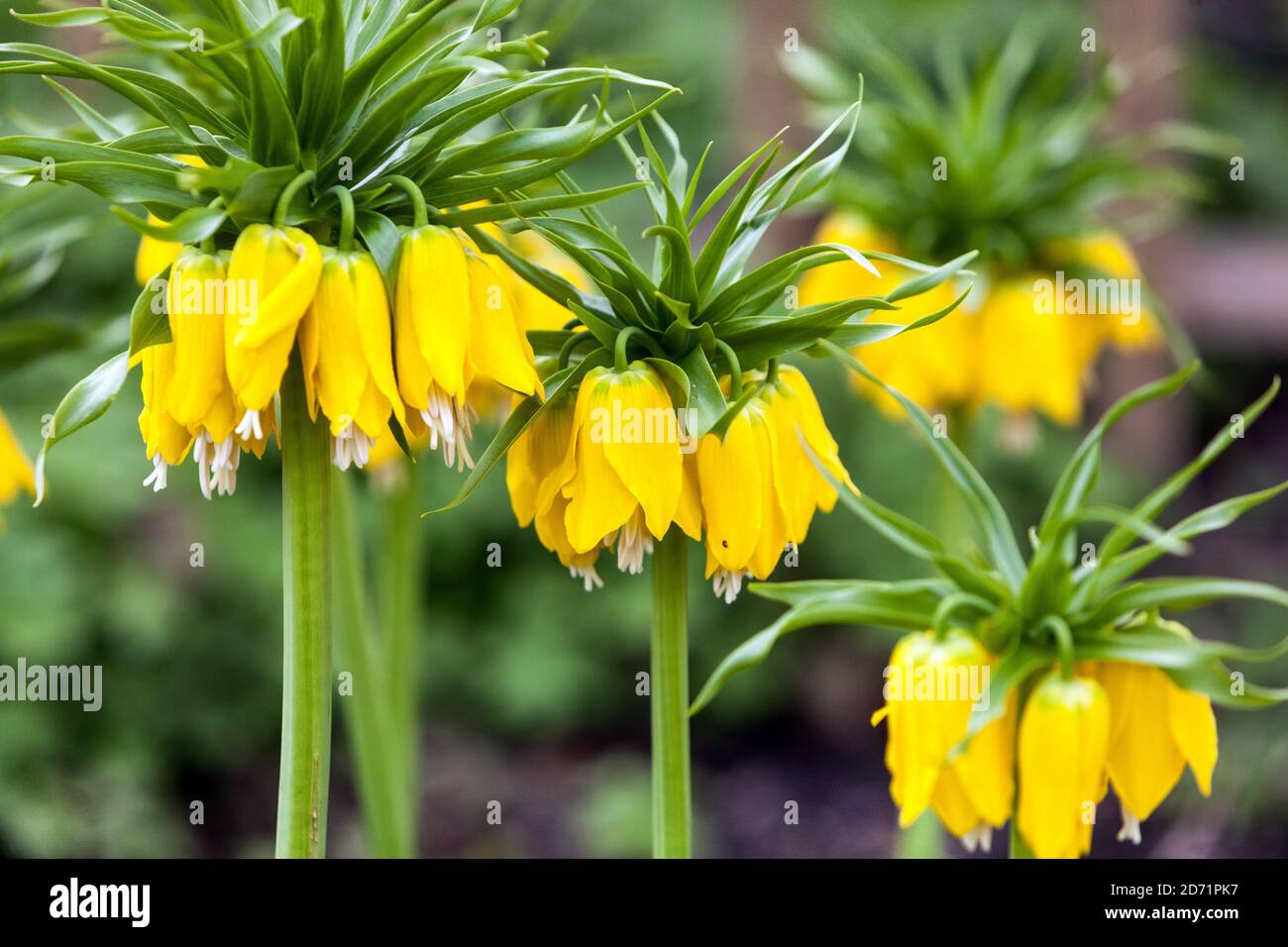 Krone kaiserlichen Fritillary Frühlingsgarten Blumen Stockfoto