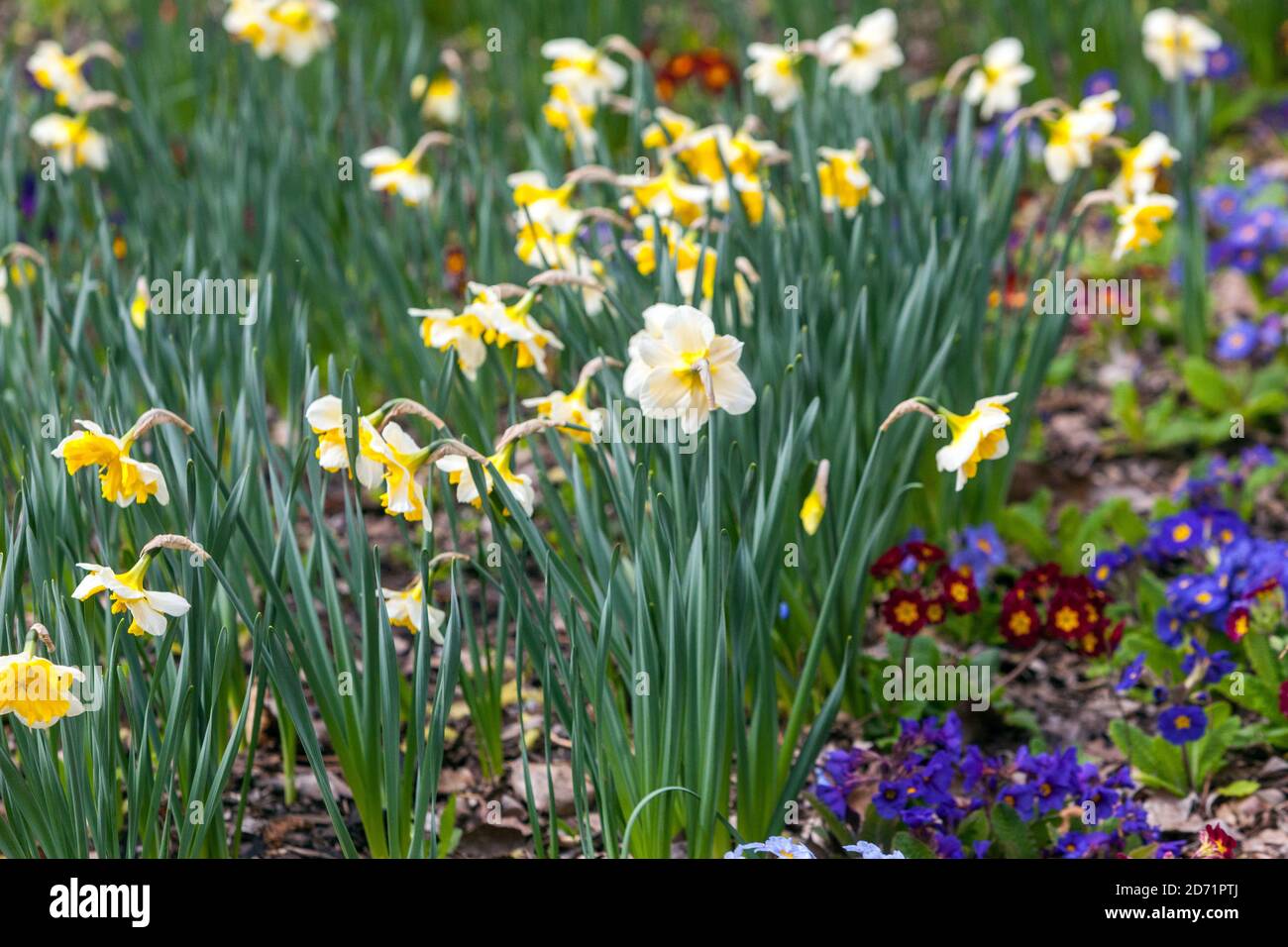 Frühlingsblumen Narzissen Primeln April Stockfoto