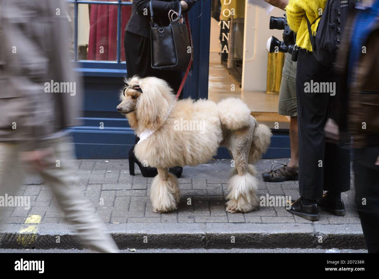 Ein Fashionista-Hund in Soho während der London Fashion Week, im BFC Show Space, Brewer Street Car Park, London. Bilddatum: Samstag, 17. 2016. Bildnachweis sollte lauten: Matt Crossick/ EMPICS Entertainment. Stockfoto